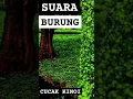 Download Lagu SUARA MERDU BURUNG CUCAK KINOI ❗