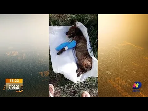 Cão Valente: cirurgia bem-sucedida após abandono e solidariedade da comunidade