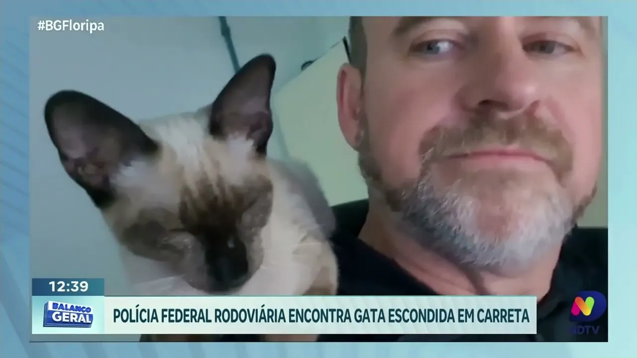 Resgate inusitado: Polícia Federal Rodoviária encontra gata escondida em carreta