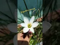 Download Lagu From Evening to morning 🌅🌄... Vibe with beautiful white Lilly ✅