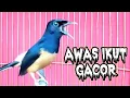 Download Lagu PANCINGAN MURAI BATU GACOR BONGKAR MATERI , NAIKKAN EMOSI MURAI BATU MALAS BUNYI AGAR GACOR