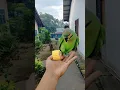 Download Lagu Cara melatih burung Betet buat pemula