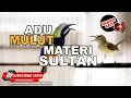 Download Lagu #1 🔴 Masteran Juwara Materi Sultan Bruney Cucak Cungkok VS Kolibri Kelapa❗️Masteran Ampuh❗️