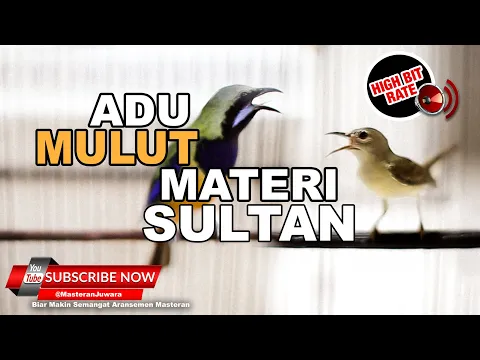 Download MP3 #1 🔴 Masteran Juwara Materi Sultan Bruney Cucak Cungkok VS Kolibri Kelapa❗️Masteran Ampuh❗️