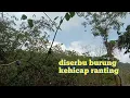 Download Lagu Mikat burung kehicap ranting , langsung dapat banyak