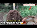 Dibalik rumput tebal ini‼️Ada penghuni rawa😱⁉️Lumayan dapat lauk...