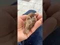 Download Lagu This woman rescued a young sparrow trapped in a drainage gap and then ...