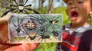 Eps 247 - Spider Hunting Advantures Catching Giant Golden Spider Wild Insects in Around Us
