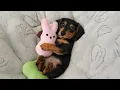 The Funniest Puppies on the Internet Today Funny DOG s 2026
