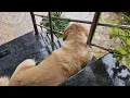 Download Lagu నాకెవ్వరు వద్దు ☹️🐕                               నేనూ ఎవ్వరితో మాట్లాడాను 😔🐕😔