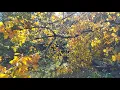 The Astrology of October 31 2021