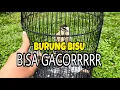 Download Lagu Perawatan pelatuk ulam agar rajin bunyi