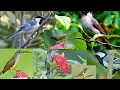 Download Lagu Suara pikat burung kombinasi pijantung,glatik,kutilang,sogon