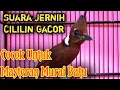Download Lagu CILILIN GACOR | Suara Jernih Tembakan Rapet,Cocok Untuk Masteran Murai Batu