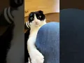 Lagu Part 55  #funny #cat#ExplorePage