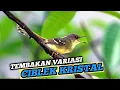 Download Lagu Breen Ciblek kristal, Suara TEMBAKAN variasi CIKRIS jernih dan Tajam
