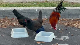 Chickens in Lahaina during the fire