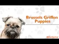 Is The Brussels Griffon The Right Puppy For You