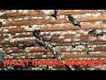 Download Lagu Panen sarang burung walet RBW (rumahan) Sulawesi Tengah