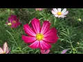Download Lagu Sergey Grischtuk - Island of my soul