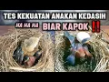 Download Lagu Tes kekuatan anakan burung kedasih biar kapok !!!