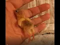 Hatching button quails