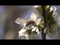 Bee on a Flower - Stock Footage Hive 7744119