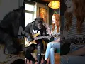 Download Lagu viral monyet main gitar akustik listrik di cafe #shorts