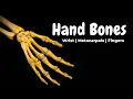 Wrist Hand Bones Carpals Metacarpals Phalanges Anatomy