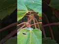 1538th Red Maple Tree Talk - Om Prakash Sharma Vidyarthi IFS