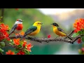 Download Lagu Relaxing Bird Sounds in Forest 🌲 | Calming Nature Ambience for Deep Focus