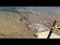 Download Lagu 9/11/25 HEAVY STOCKING OF IMPERIAL CATFISH AT SANTA ANA RIVER LAKES