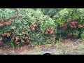 Rambutan Frontera Hidalgo Chiapas 2020 con productos de Agrotecnologia Maya Watsap 3131266024