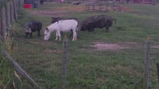 Donkeys and Hogs at Dreamcatcher Hill puppies and rescue