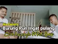 Download Lagu BURUNG PUN INGAT PULANG ( NIA DANIATY ) COVER ARIS CENGKA Ft RISTO BARUS