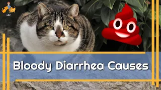 Why is there Blood in Your Cat s Poop - and how to treat it