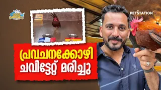 അറിയാതെ ചവിട്ടിപ്പോയി കോഴി ചത്തു.. ലോകകപ്പ് പ്രവചനം നടത്തിയ നമ്മടെ കോഴി🥲 cctv ദൃശ്യം കാണാം