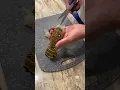 How to prep your lobster tail to cook