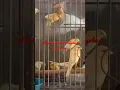 Download Lagu Pancingan Kenari Ombyokan Biar Ngeriwik #kenarimania #birds #viral #fyp #