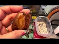 Final Dead Camel Jasper contest rocks reveal