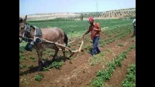 ياسواق الحيليني عادل خضور 