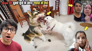 आज Oreo कि दूसरे कुत्ते को साथ लड़ाई हो गई 🥱 #souravjoshivlogs @souravjvlogs