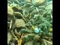 Download Lagu A giant cluster of Japanese spider crabs off the coast of Melbourne 🦀