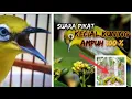 Download Lagu Suara Pikat Kecial Kuning FULL NGEKER // Suara Panggilan Joss Dan RETE 💯 Ampuh Langsung Datang