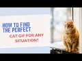 How to Find the Perfect Cat Gif for Any Situation