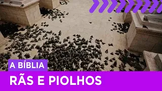 Após o faraó recusar o pedido de Moisés, nova praga de rãs surge no Rio Nilo | A Bíblia