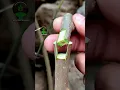 Download Lagu Plant grafting technique for beginners successful and satisfying #usa #grafting #videos