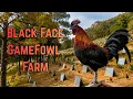 USA Black Face GameFowl Breeder Most Unique GameFarm