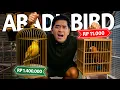 Lagu SIDAK HEWAN PALING MURAH DAN MAHAL YANG ADA DIABADI BIRD! KIOS BURUNG TERMURAH SE INDONESIA?!