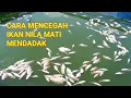 Download Lagu INILAH PENYEBAB IKAN NILA MATI MENDADAK \u0026 CARA MENCEGAHNYA